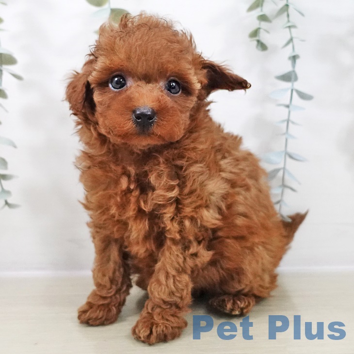 埼玉県のトイプードル(トイ) (ペットプラス 浦和美園店/2025年9月4日生まれ/女の子/レッド)の子犬の1枚目の画像