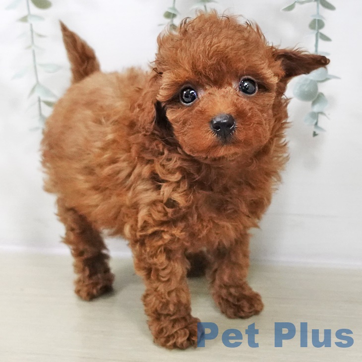 埼玉県のトイプードル(トイ) (ペットプラス 浦和美園店/2025年9月4日生まれ/女の子/レッド)の子犬の2枚目の画像