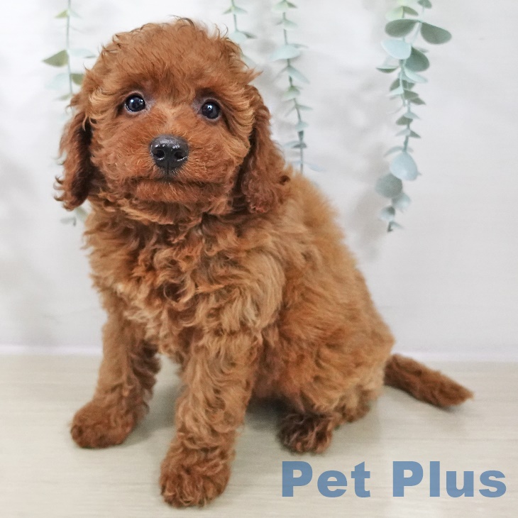 神奈川県のトイプードル(トイ) (ペットプラス 相模原並木店/2025年9月3日生まれ/女の子/レッド)の子犬の1枚目の画像