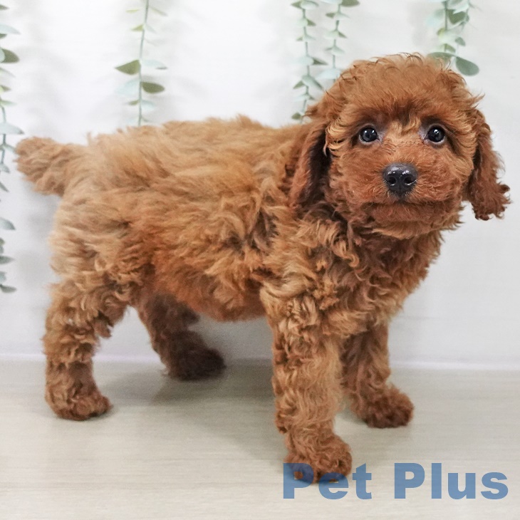 神奈川県のトイプードル(トイ) (ペットプラス 相模原並木店/2025年9月3日生まれ/女の子/レッド)の子犬の2枚目の画像