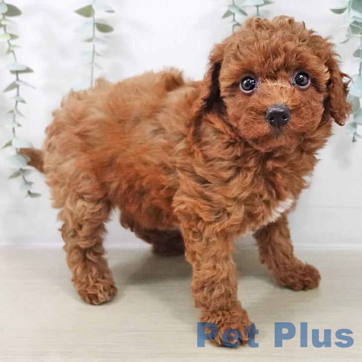 山梨県のトイプードル(トイ) (ペットプラス 甲府昭和店/2025年9月3日生まれ/女の子/レッド)の子犬の1枚目の画像