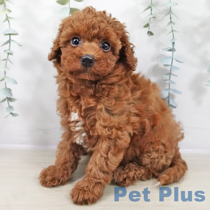 山梨県のトイプードル(トイ) (ペットプラス 甲府昭和店/2025年9月3日生まれ/女の子/レッド)の子犬の2枚目の画像