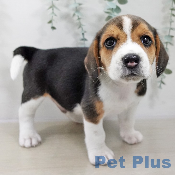 ビーグルの写真2