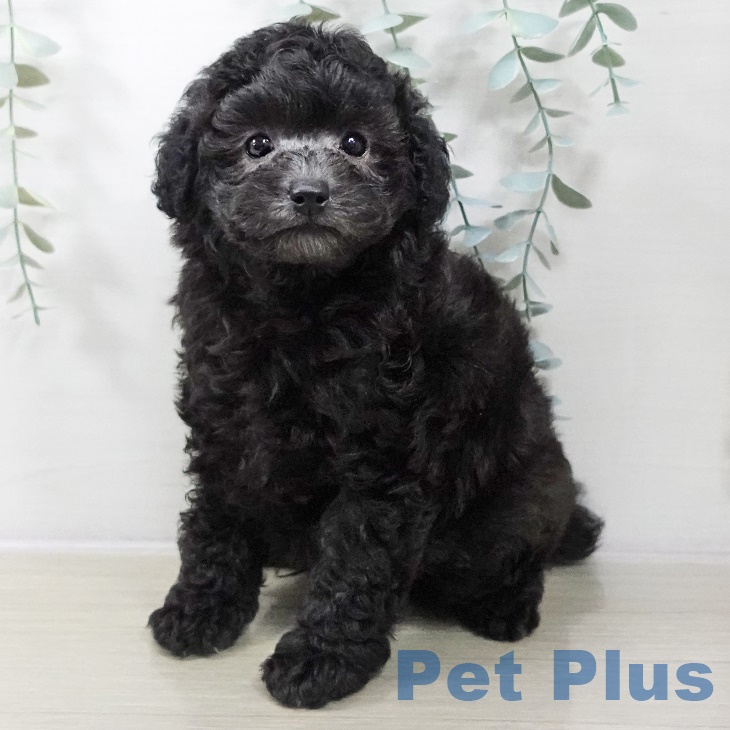 青森県のトイプードル(トイ) (ペットプラス 青森浜田店/2025年8月31日生まれ/男の子/シルバー)の子犬の1枚目の画像