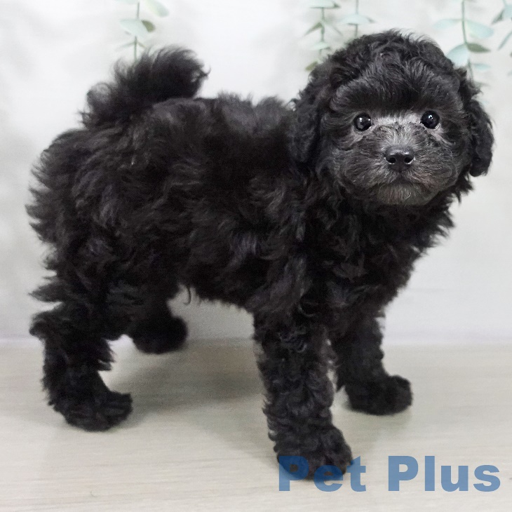 青森県のトイプードル(トイ) (ペットプラス 青森浜田店/2025年8月31日生まれ/男の子/シルバー)の子犬の2枚目の画像