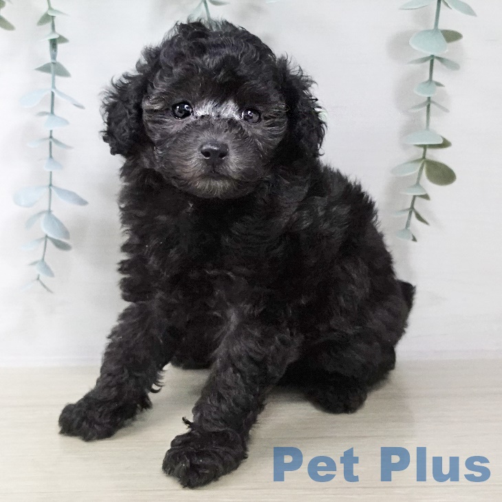 青森県のトイプードル(トイ) (ペットプラス 青森浜田店/2025年8月31日生まれ/男の子/シルバー)の子犬の1枚目の画像