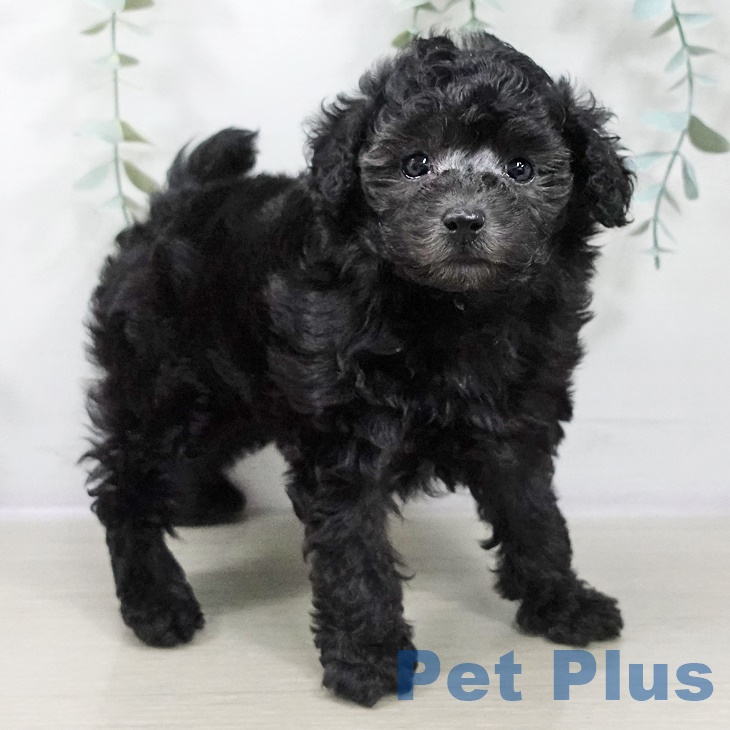 青森県のトイプードル(トイ) (ペットプラス 青森浜田店/2025年8月31日生まれ/男の子/シルバー)の子犬の2枚目の画像