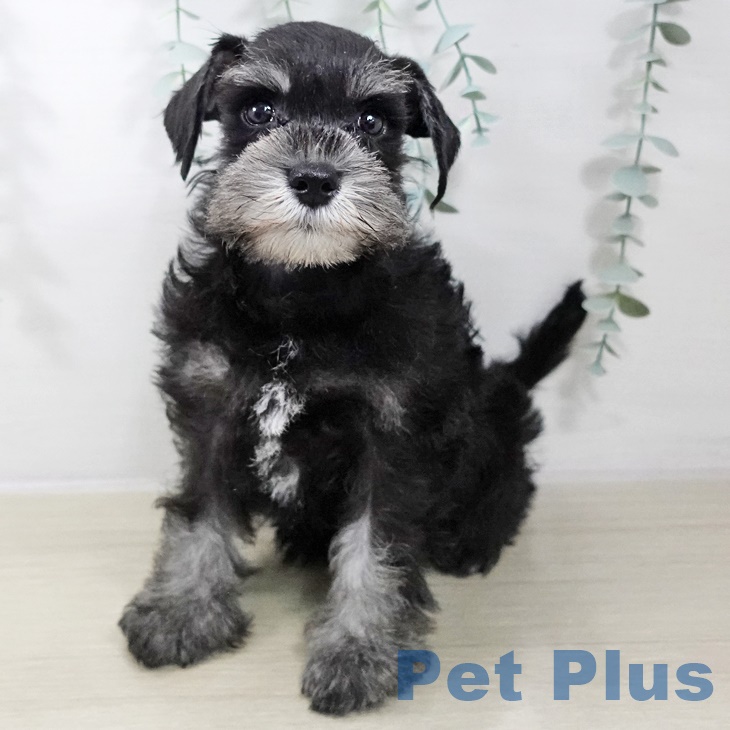 山梨県のミニチュアシュナウザー (ペットプラス 甲府国母店/2025年8月31日生まれ/女の子/ブラックシルバー)の子犬