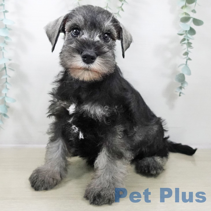東京都のミニチュアシュナウザー (ペットプラス むさし村山店/2025年9月4日生まれ/男の子/ソルトペッパー)の子犬の1枚目の画像