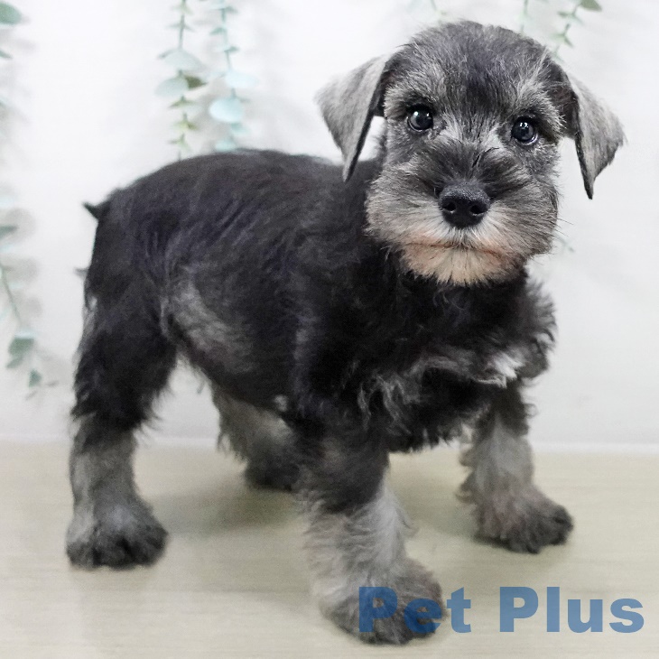 東京都のミニチュアシュナウザー (ペットプラス むさし村山店/2025年9月4日生まれ/男の子/ソルトペッパー)の子犬の2枚目の画像