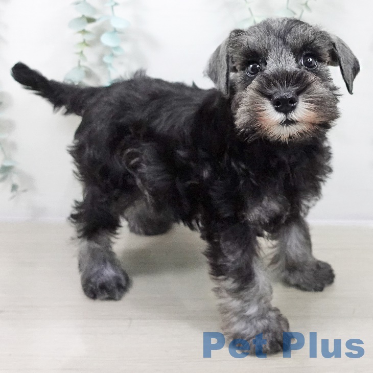 千葉県のミニチュアシュナウザー (ペットプラス ユーカリが丘店/2025年9月4日生まれ/女の子/ソルトペッパー)の子犬