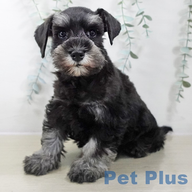 神奈川県のミニチュアシュナウザー (ペットプラス 相模原並木店/2025年9月4日生まれ/女の子/ブラックシルバー)の子犬の1枚目の画像