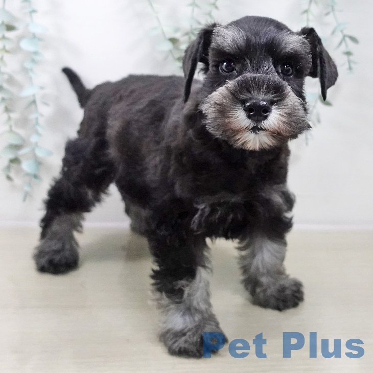 神奈川県のミニチュアシュナウザー (ペットプラス 相模原並木店/2025年9月4日生まれ/女の子/ブラックシルバー)の子犬の2枚目の画像