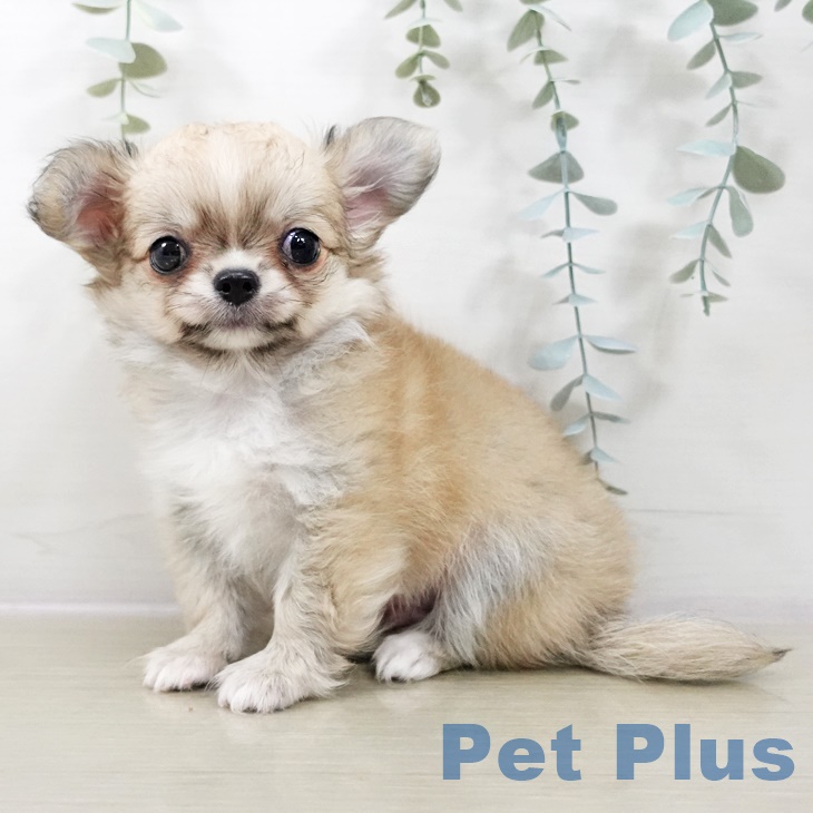 宮城県のチワワ(ロング) (ペットプラス 仙台泉大沢店/2025年9月2日生まれ/男の子/フォーンホワイト)の子犬の1枚目の画像