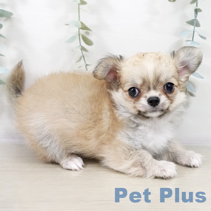 宮城県のチワワ(ロング) (ペットプラス 仙台泉大沢店/2025年9月2日生まれ/男の子/フォーンホワイト)の子犬の2枚目の画像