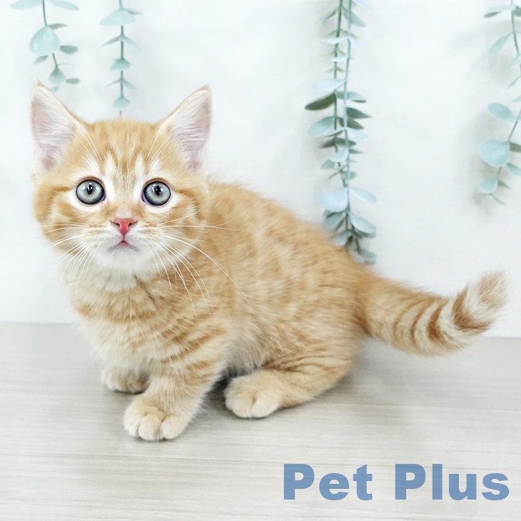 宮城県のミヌエット (ペットプラス 仙台泉大沢店/2025年9月1日生まれ/男の子/レッドタビー)の子猫の1枚目の画像
