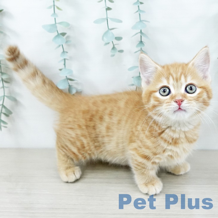 宮城県のミヌエット (ペットプラス 仙台泉大沢店/2025年9月1日生まれ/男の子/レッドタビー)の子猫の2枚目の画像