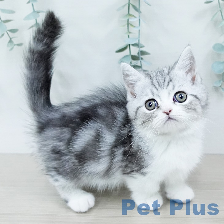 ミヌエットの写真2