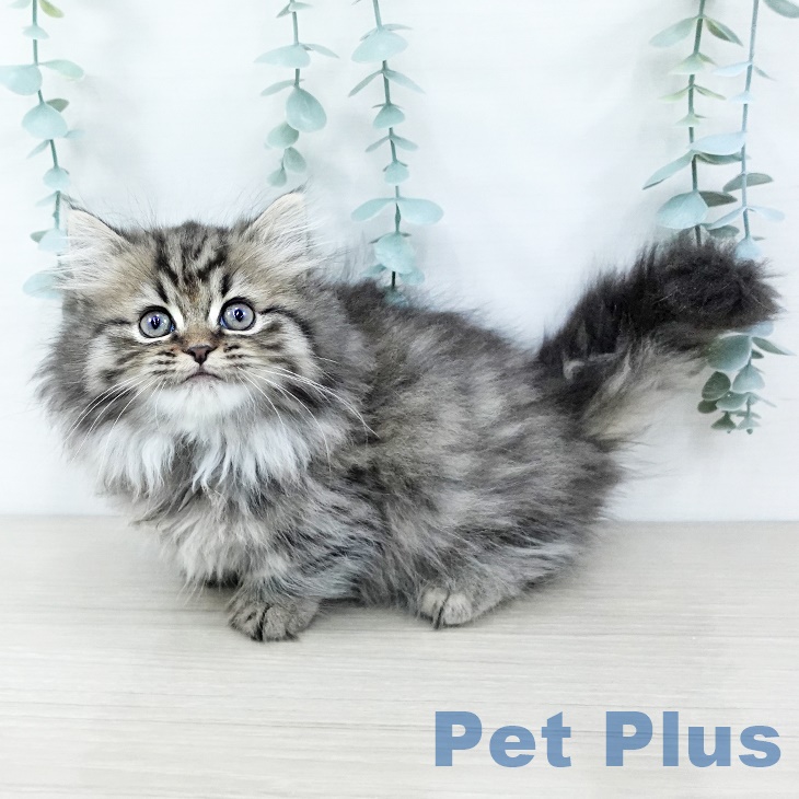 宮城県のミヌエット (ペットプラス 仙台上杉店/2025年8月23日生まれ/女の子/シェーデットゴールデン)の子猫の1枚目の画像