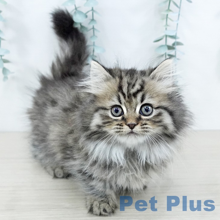 宮城県のミヌエット (ペットプラス 仙台上杉店/2025年8月23日生まれ/女の子/シェーデットゴールデン)の子猫の2枚目の画像