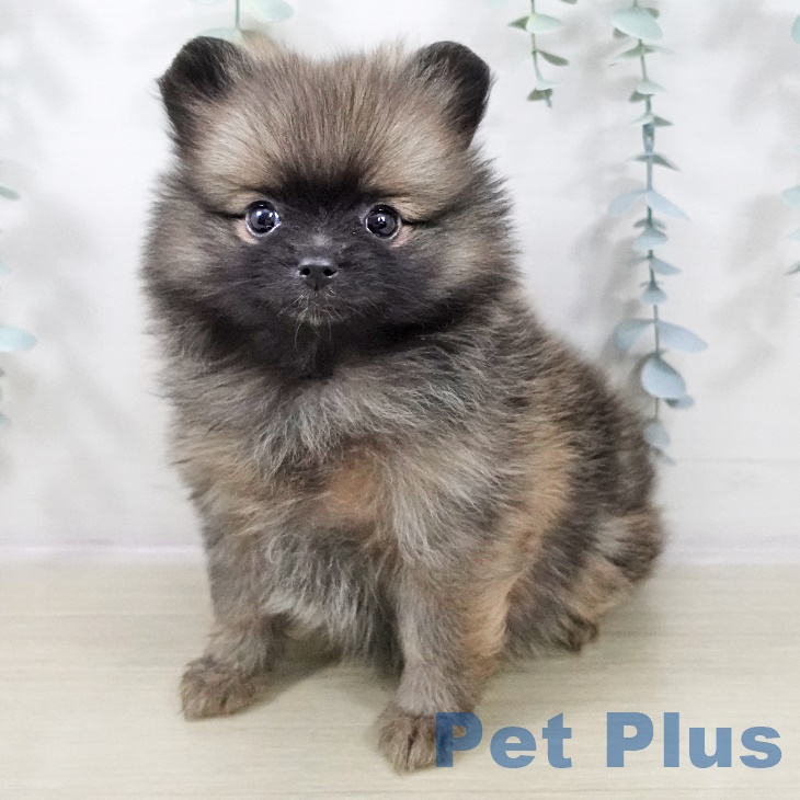 長野県のポメラニアン (ペットプラス 須坂店/2025年9月1日生まれ/女の子/オレンジ)の子犬の1枚目の画像