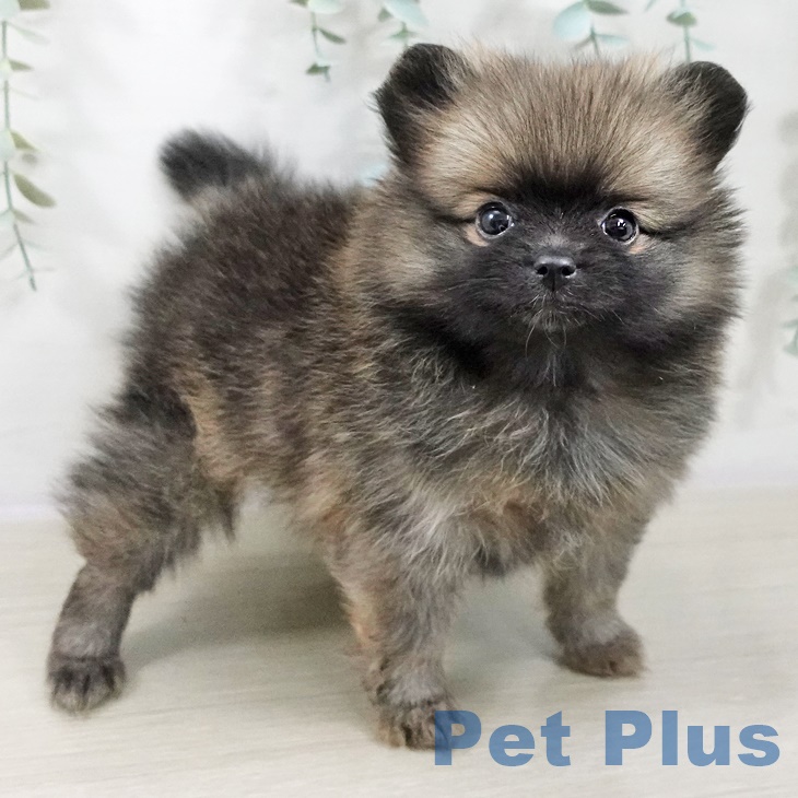 長野県のポメラニアン (ペットプラス 須坂店/2025年9月1日生まれ/女の子/オレンジ)の子犬の2枚目の画像