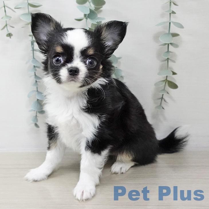 宮城県のチワワ(ロング) (ペットプラス 仙台上杉店/2025年8月31日生まれ/女の子/ブラックタンホワイト)の子犬の1枚目の画像