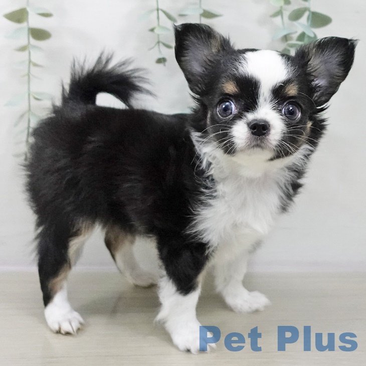 宮城県のチワワ(ロング) (ペットプラス 仙台上杉店/2025年8月31日生まれ/女の子/ブラックタンホワイト)の子犬の2枚目の画像