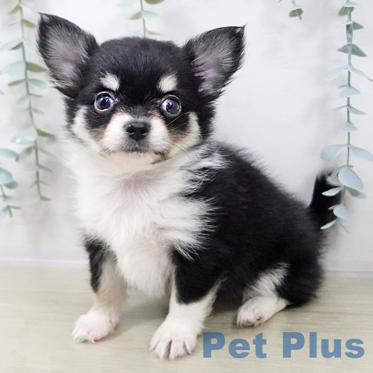 長野県のチワワ(ロング) (ペットプラス 須坂店/2025年9月4日生まれ/女の子/ブラックタンホワイト)の子犬の1枚目の画像