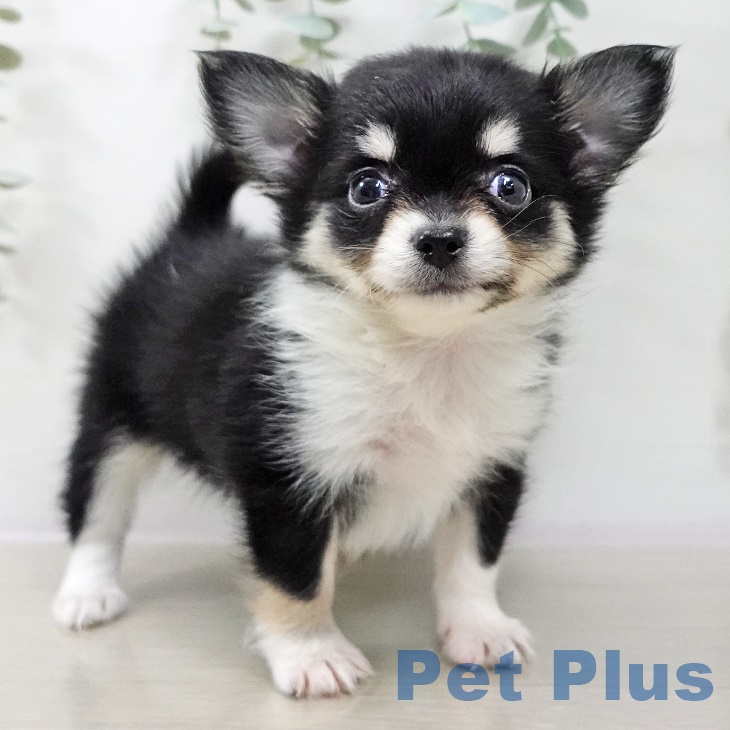 長野県のチワワ(ロング) (ペットプラス 須坂店/2025年9月4日生まれ/女の子/ブラックタンホワイト)の子犬の2枚目の画像