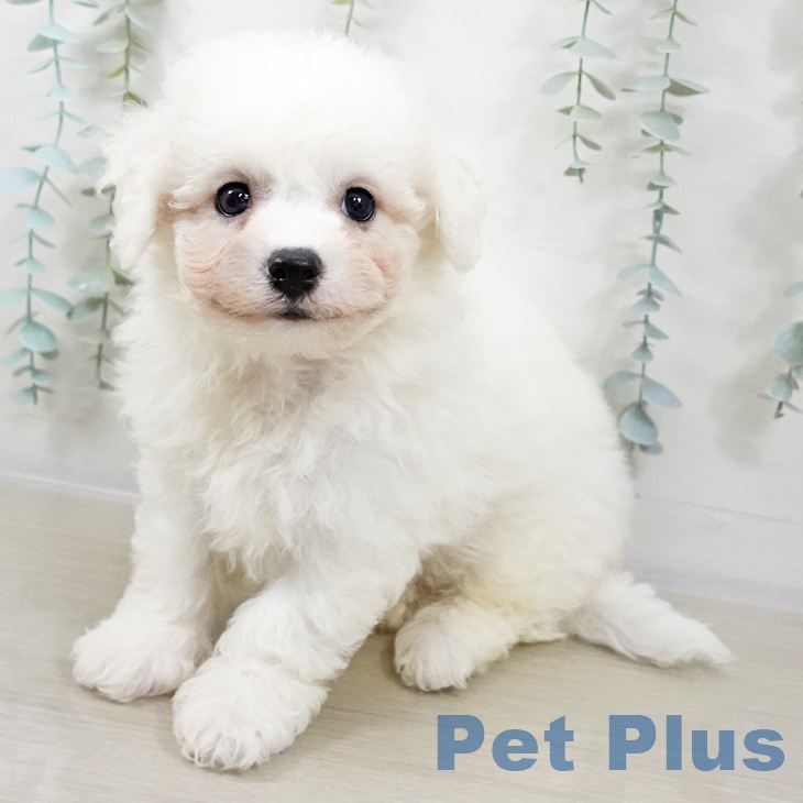 千葉県のビションフリーゼ (ペットプラス 幕張新都心店/2025年9月4日生まれ/男の子/ホワイト)の子犬の1枚目の画像
