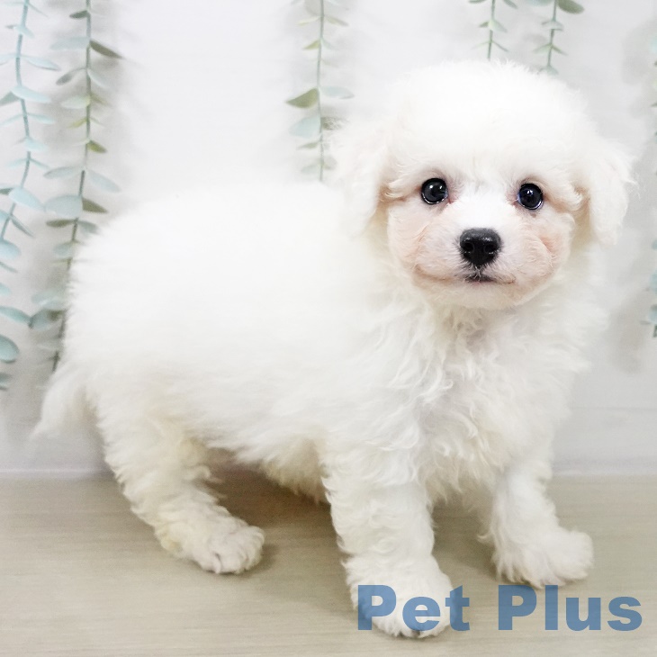 千葉県のビションフリーゼ (ペットプラス 幕張新都心店/2025年9月4日生まれ/男の子/ホワイト)の子犬の2枚目の画像