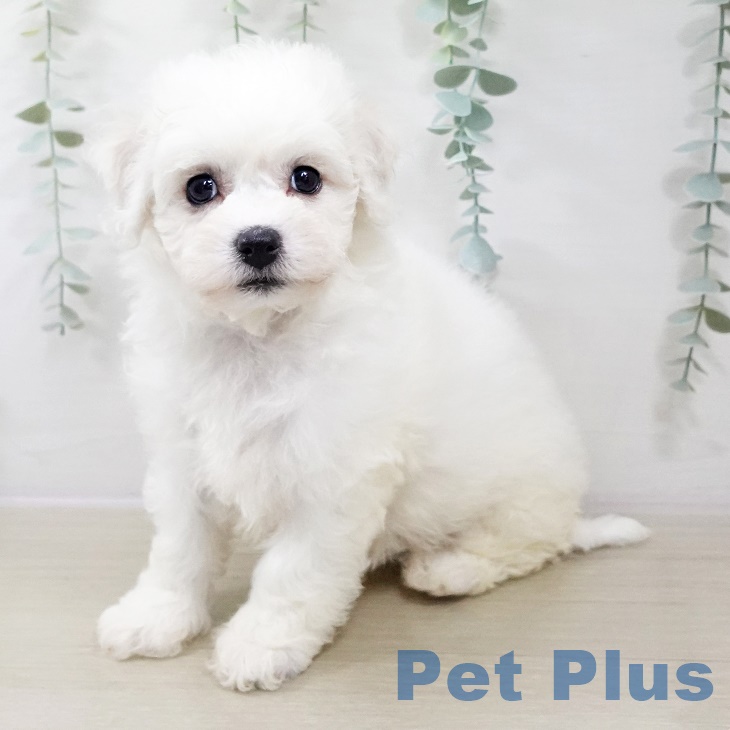 岩手県のビションフリーゼ (ペットプラス 盛岡南店/2025年9月4日生まれ/女の子/ホワイト)の子犬の1枚目の画像