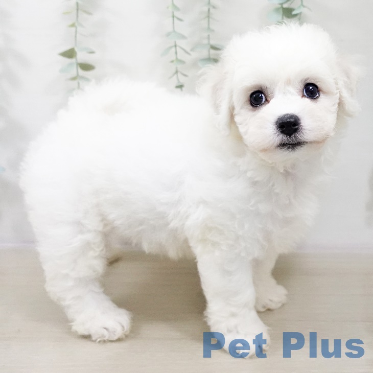 岩手県のビションフリーゼ (ペットプラス 盛岡南店/2025年9月4日生まれ/女の子/ホワイト)の子犬の2枚目の画像