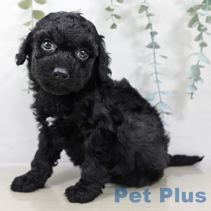 東京都のトイプードル(トイ) (ペットプラス 立川高島屋S.C.店/2025年9月1日生まれ/男の子/ブラック)の子犬の1枚目の画像