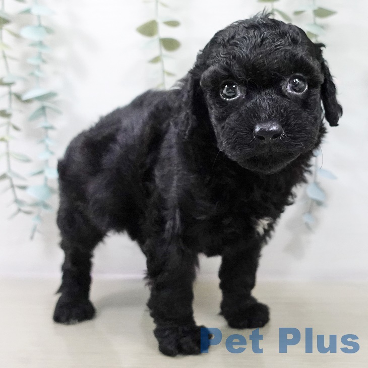 東京都のトイプードル(トイ) (ペットプラス 立川高島屋S.C.店/2025年9月1日生まれ/男の子/ブラック)の子犬の2枚目の画像