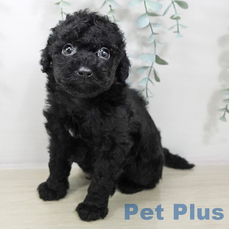 東京都のトイプードル(トイ) (ペットプラス むさし村山店/2025年9月1日生まれ/男の子/ブラック)の子犬の1枚目の画像