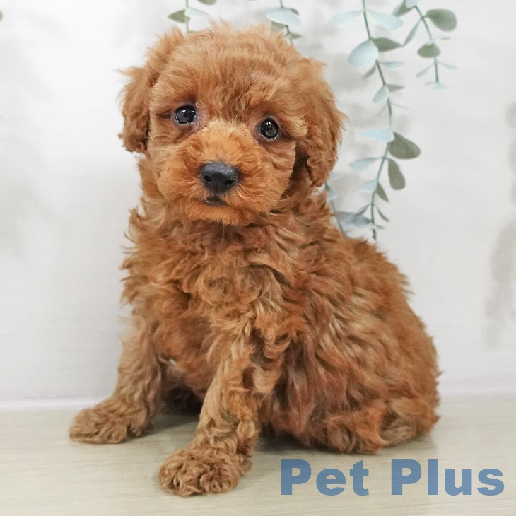 岩手県のトイプードル(トイ) (ペットプラス 盛岡南店/2025年8月28日生まれ/男の子/レッド)の子犬の1枚目の画像