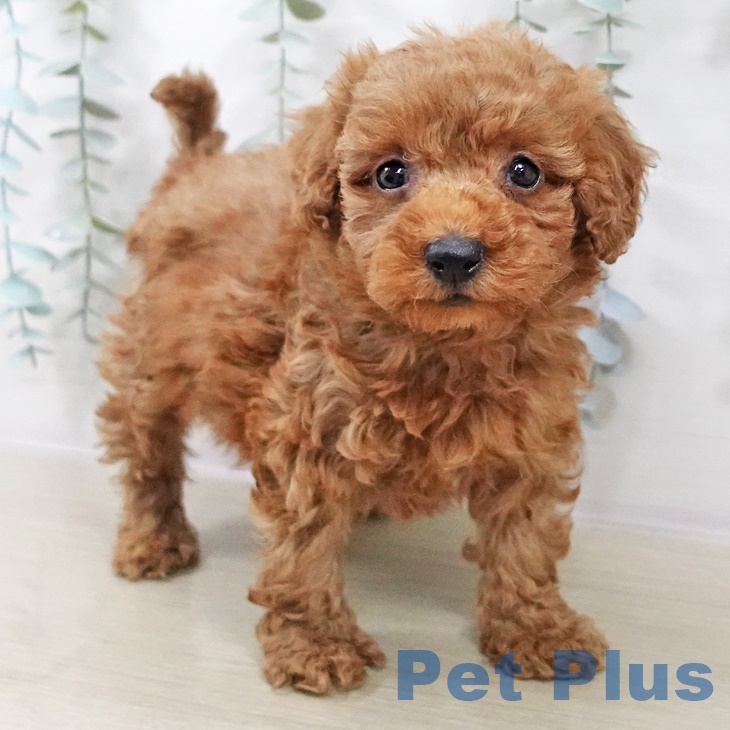 岩手県のトイプードル(トイ) (ペットプラス 盛岡南店/2025年8月28日生まれ/男の子/レッド)の子犬の2枚目の画像