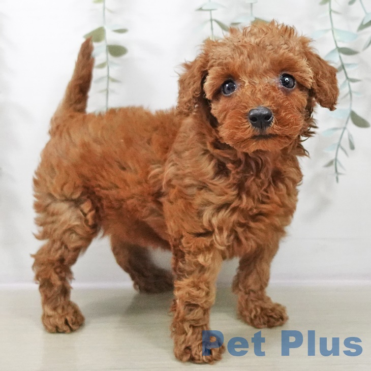 埼玉県のトイプードル(トイ) (ペットプラス 川口店/2025年8月28日生まれ/女の子/レッド)の子犬の1枚目の画像