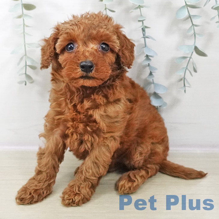 埼玉県のトイプードル(トイ) (ペットプラス 川口店/2025年8月28日生まれ/女の子/レッド)の子犬の2枚目の画像