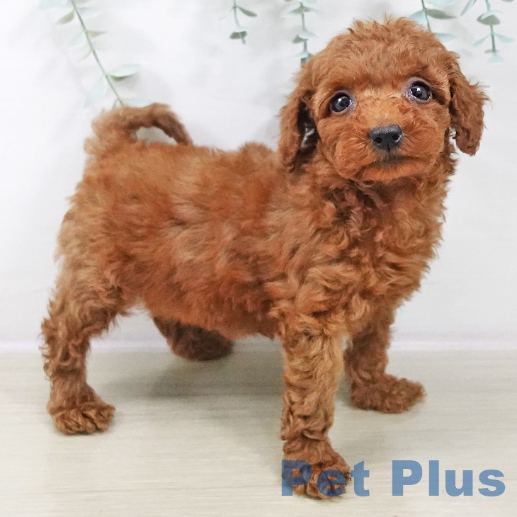 東京都のトイプードル(トイ) (ペットプラス むさし村山店/2025年8月28日生まれ/女の子/レッド)の子犬の1枚目の画像