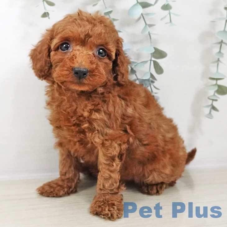 東京都のトイプードル(トイ) (ペットプラス むさし村山店/2025年8月28日生まれ/女の子/レッド)の子犬の2枚目の画像