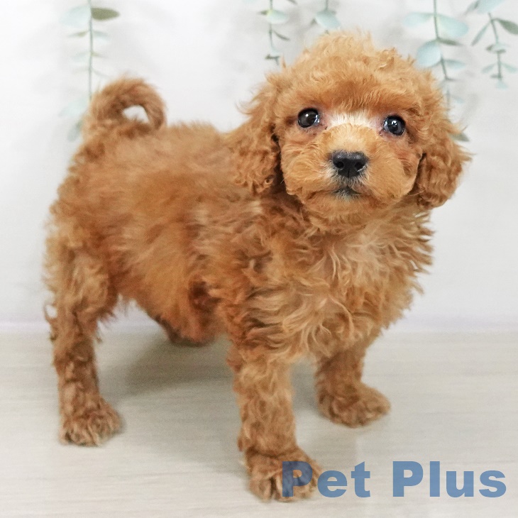 神奈川県のトイプードル(トイ) (ペットプラス 座間店/2025年8月28日生まれ/男の子/アプリコット)の子犬の1枚目の画像