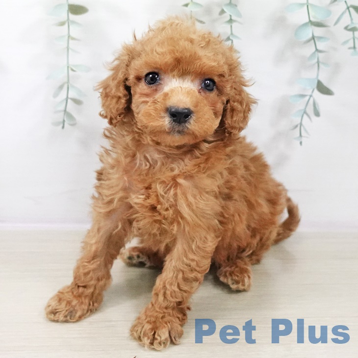 神奈川県のトイプードル(トイ) (ペットプラス 座間店/2025年8月28日生まれ/男の子/アプリコット)の子犬の2枚目の画像