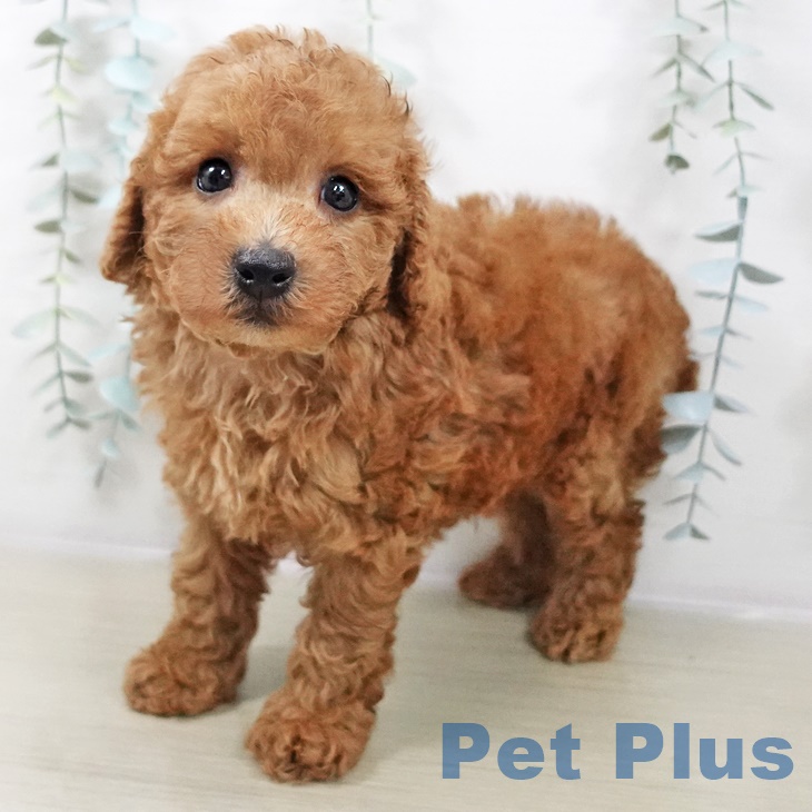 神奈川県のトイプードル(トイ) (ペットプラス 天王町店/2025年9月4日生まれ/男の子/アプリコット)の子犬の1枚目の画像
