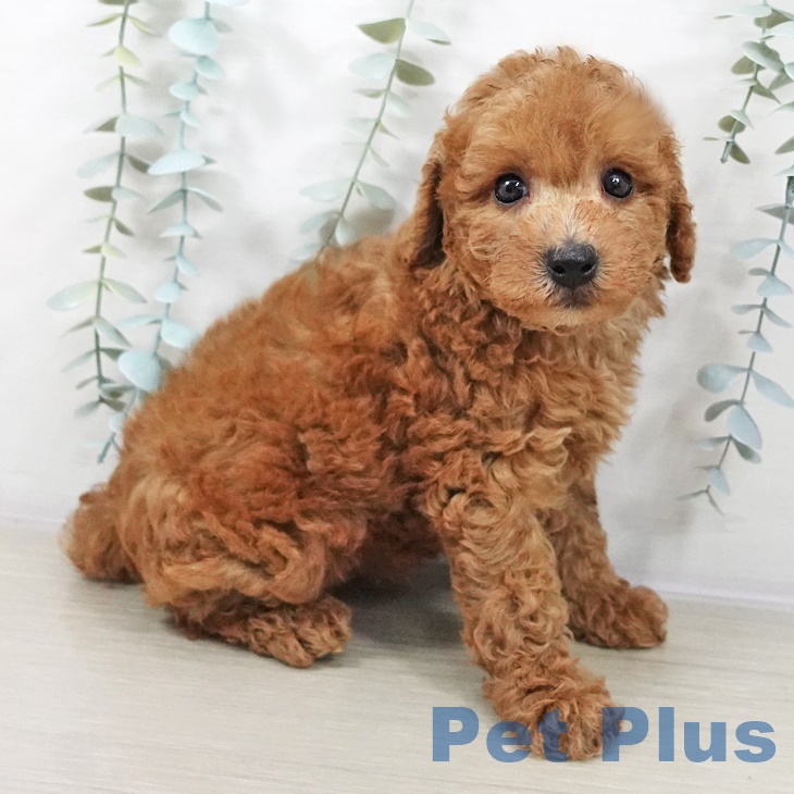 神奈川県のトイプードル(トイ) (ペットプラス 天王町店/2025年9月4日生まれ/男の子/アプリコット)の子犬の2枚目の画像