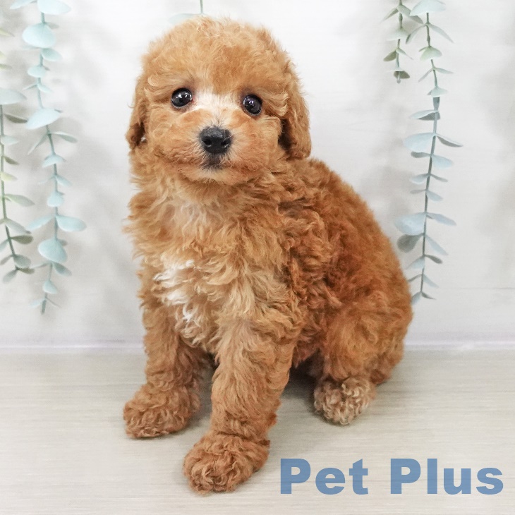 埼玉県のトイプードル(トイ) (ペットプラス ピオニウォーク東松山店/2025年9月4日生まれ/女の子/アプリコット)の子犬の1枚目の画像