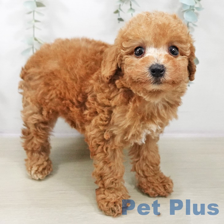埼玉県のトイプードル(トイ) (ペットプラス ピオニウォーク東松山店/2025年9月4日生まれ/女の子/アプリコット)の子犬の2枚目の画像