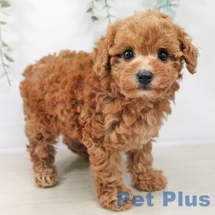 トイ・プードル